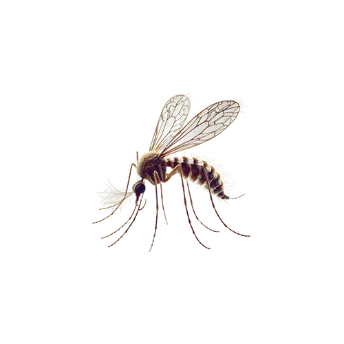 Mosquitos