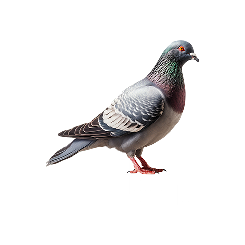 Pombos
