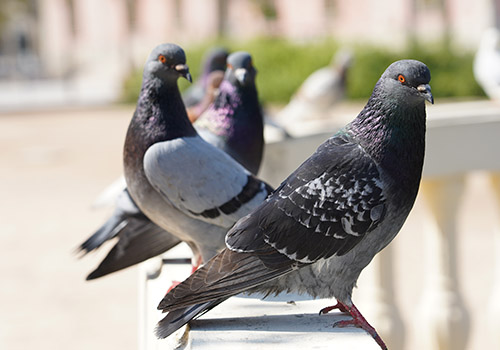 Controle de Pombos